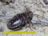 /home//u458753944/public_html/sourcegallery//Insects and small critters/roaches (Blattodea)/P1060846.JPG